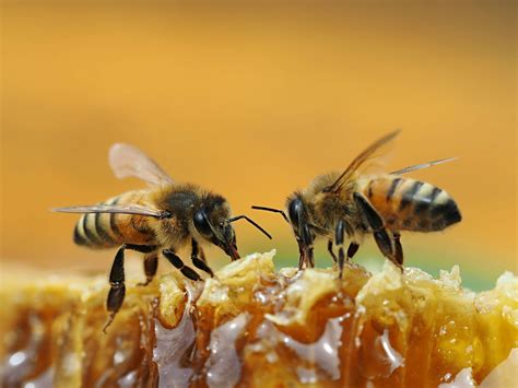 Bee Swarms and Habitat Conservation: Preserving Nature's Spectacular Display